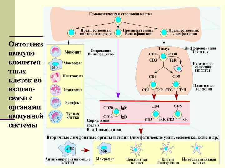 Онтогенез иммуно- компетен- тных клеток во взаимо- связи с органами иммунной системы 