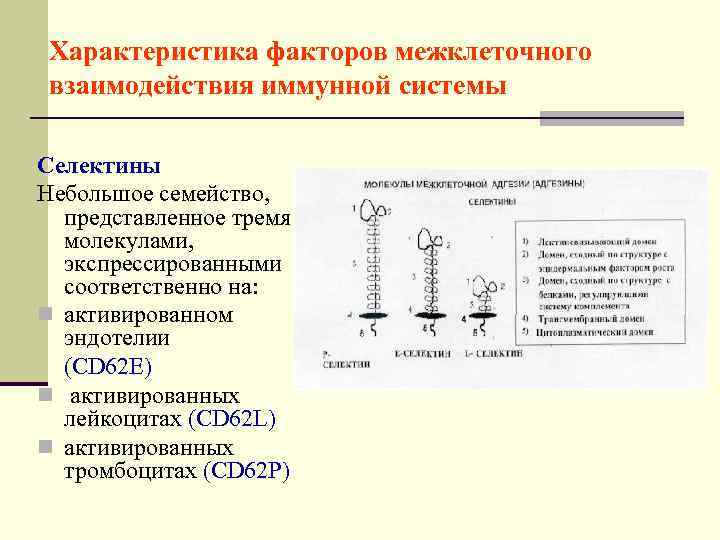  Характеристика факторов межклеточного взаимодействия иммунной системы Селектины Небольшое семейство,  представленное тремя 
