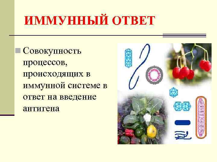  ИММУННЫЙ ОТВЕТ n Совокупность процессов,  происходящих в иммунной системе в ответ на