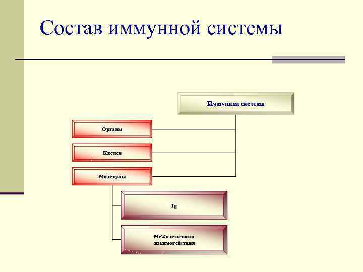 Состав иммунной системы      Иммунная система  Органы  
