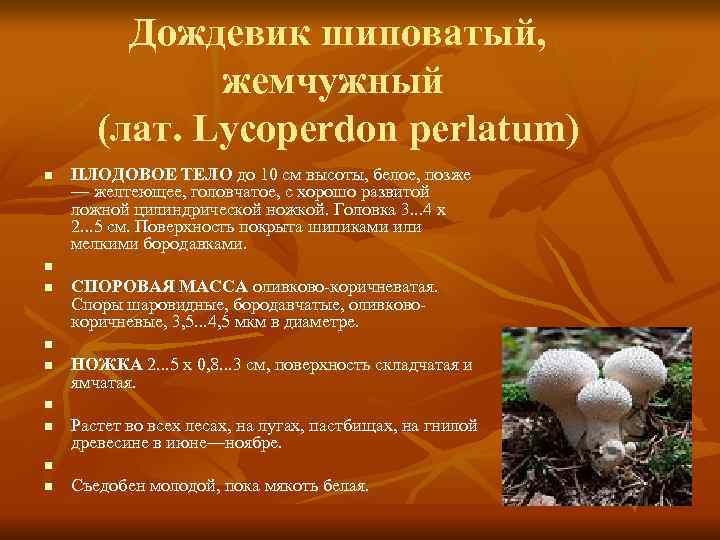    Дождевик шиповатый,   жемчужный   (лат. Lycoperdon perlatum) n