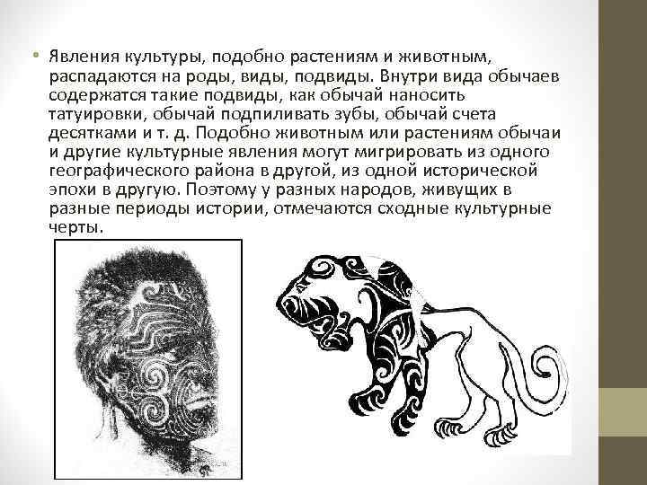  • Явления культуры, подобно растениям и животным,  распадаются на роды, виды, подвиды.