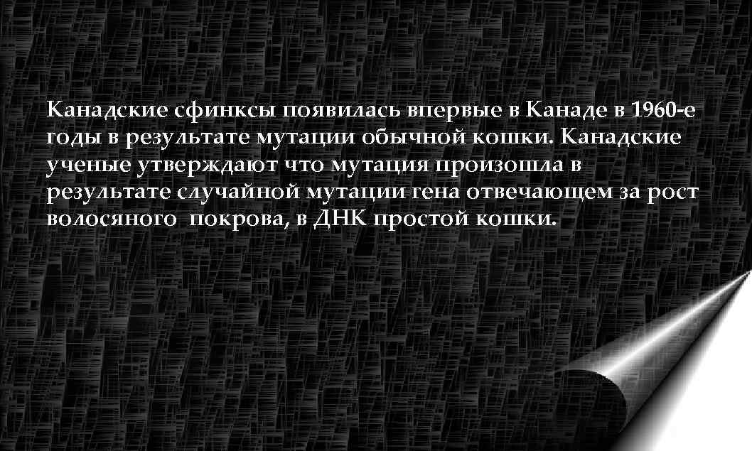 Канадские сфинксы появилась впервые в Канаде в 1960 -е годы в результате мутации обычной