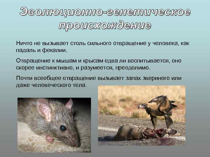 Ничто не вызывает столь сильного отвращение у человека, как падаль и фекалии. Отвращение к