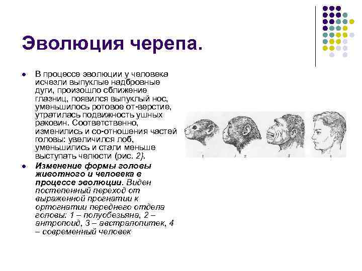 Эволюция черепа. l  В процессе эволюции у человека исчезли выпуклые надбровные дуги, произошло