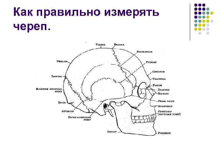 Как правильно измерять череп. 