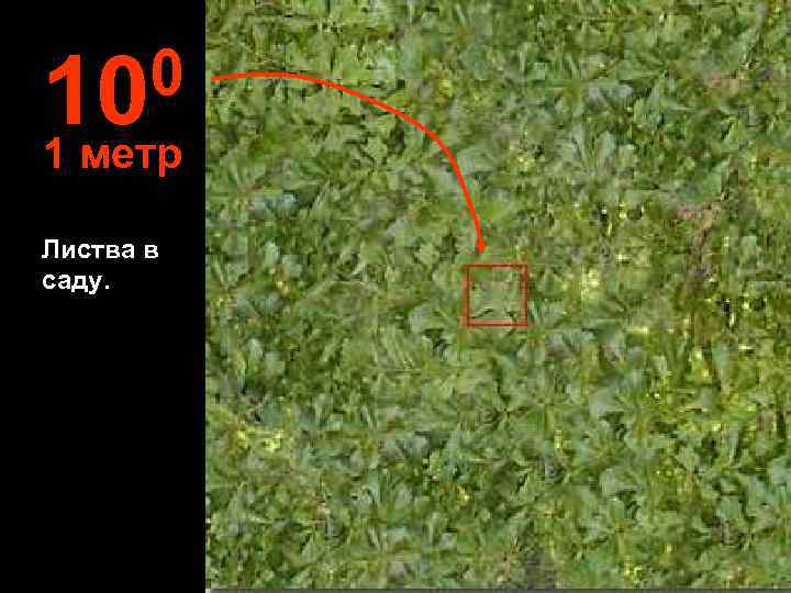 10 0 1 метр Листва в саду. 