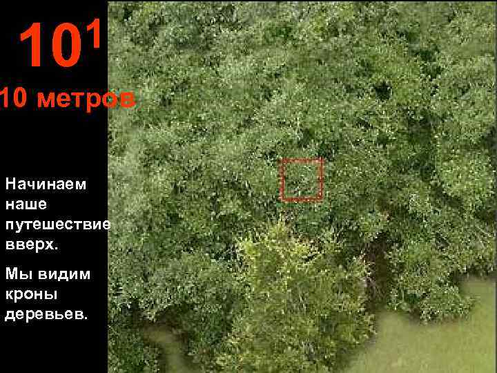  10 1 10 метров Начинаем наше путешествие вверх. Мы видим кроны деревьев. 