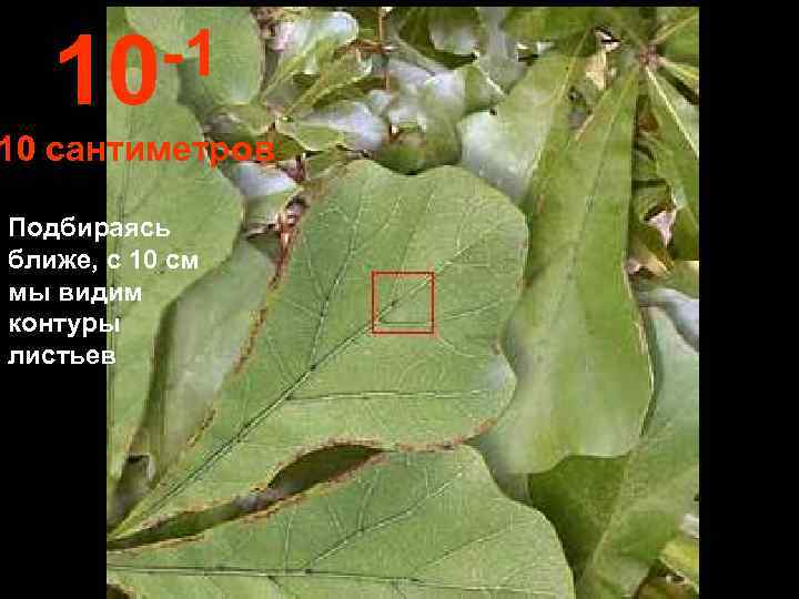   10 -1 10 сантиметров Подбираясь ближе, с 10 см мы видим контуры