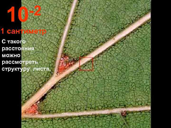  10 -2 1 сантиметр С такого расстояния можно рассмотреть структуру листа. 