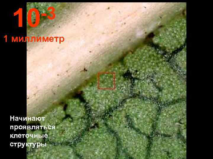  10 -3 1 миллиметр Начинают проявляться клеточные структуры 