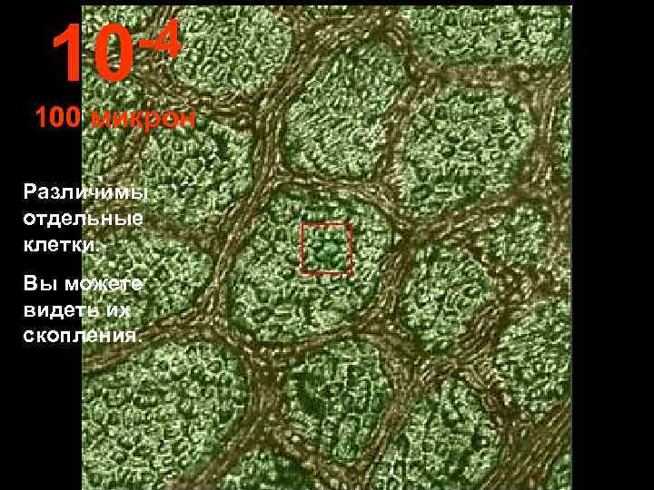  10 -4 100 микрон Различимы отдельные клетки. Вы можете видеть их скопления. 