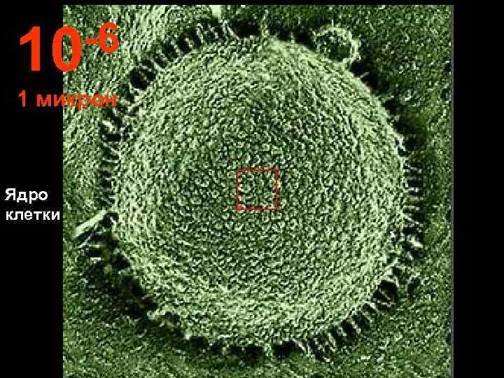  10 -6 1 микрон  Ядро клетки 