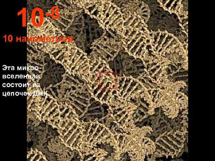   10 -8 10 нанометров Эта микро- вселенная состоит из цепочек ДНК. 