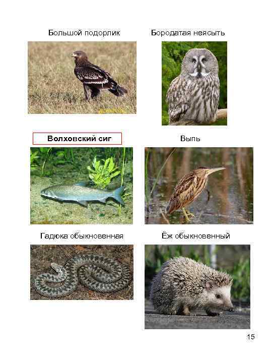    Большой подорлик   Бородатая неясыть     Волховский