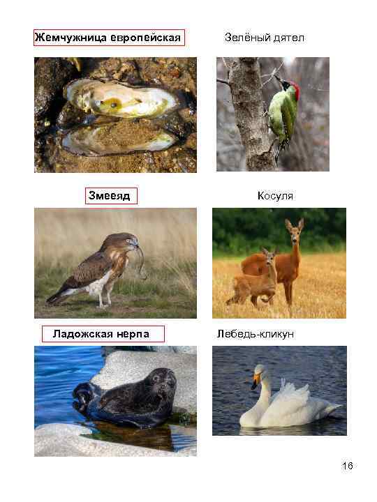   Жемчужница     европейская  Зелёный дятел   