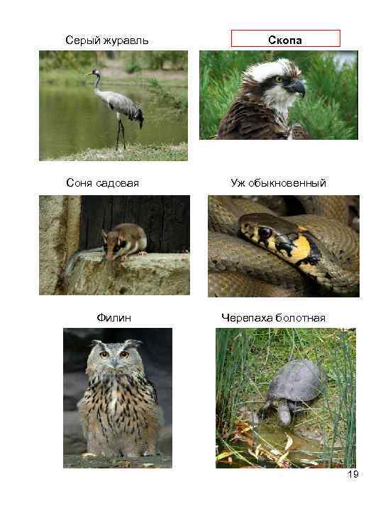        Серый журавль     