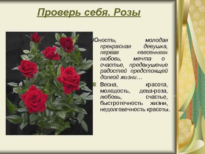 Проверь себя. Розы Юность, молодая прекрасная девушка, первая Проверь себя. Розы Юность, молодая прекрасная девушка, первая
