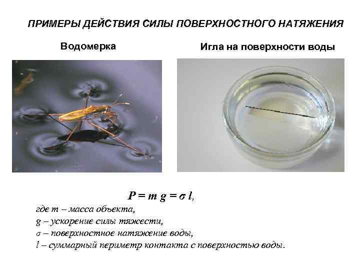 ПРИМЕРЫ ДЕЙСТВИЯ СИЛЫ ПОВЕРХНОСТНОГО НАТЯЖЕНИЯ  Водомерка     Игла на поверхности