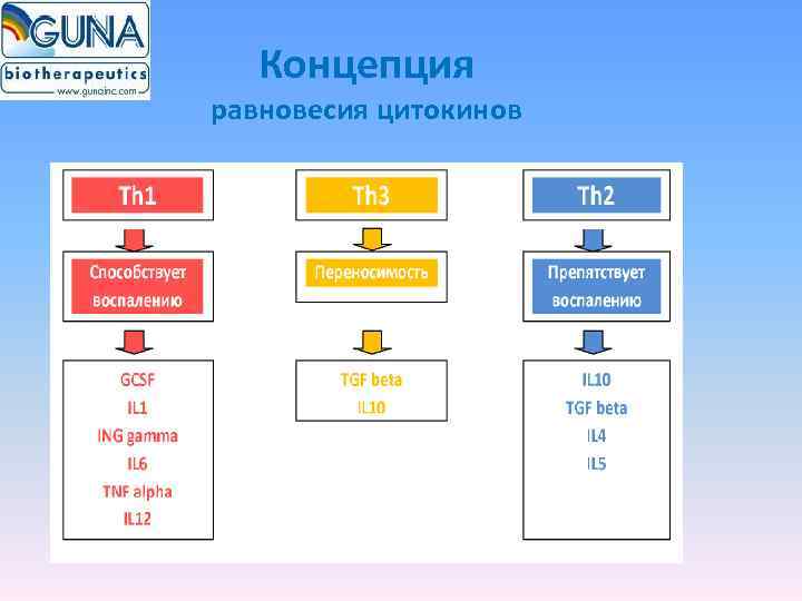   Концепция равновесия цитокинов 