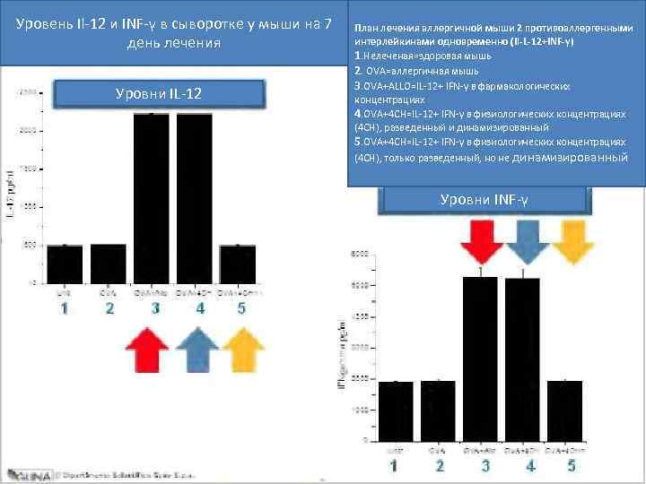 Уровень Il-12 и INF-γ в сыворотке у мыши на 7  План лечения аллергичной