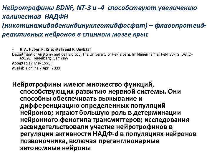 Нейротрофины BDNF, NT-3 и -4 способствуют увеличению количества НАДФН (никотинамидадениндинуклеотидфосфат) – флавопротеид- реактивных нейронов