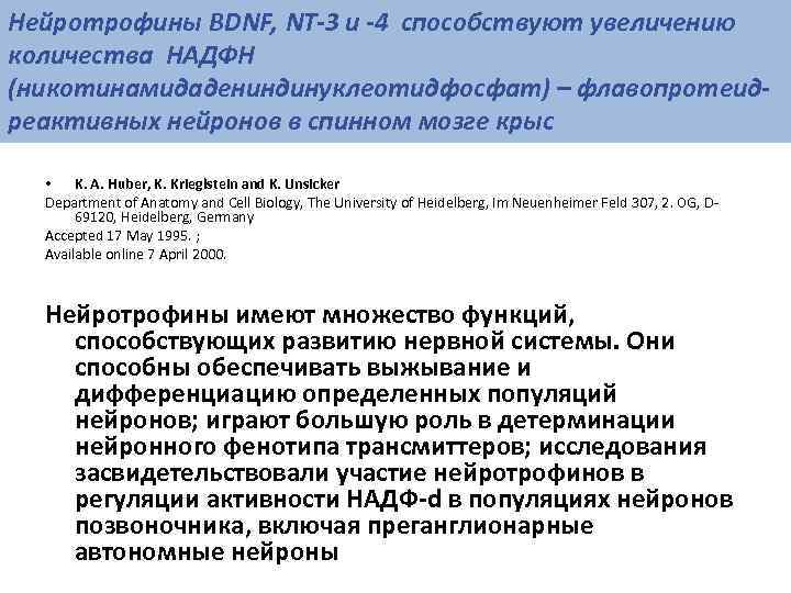 Нейротрофины BDNF, NT-3 и -4 способствуют увеличению количества НАДФН (никотинамидадениндинуклеотидфосфат) – флавопротеид- реактивных нейронов