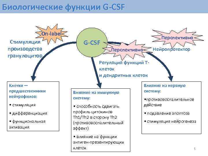 Биологические функции G-CSF   On-label      Перспективно  Стимуляция