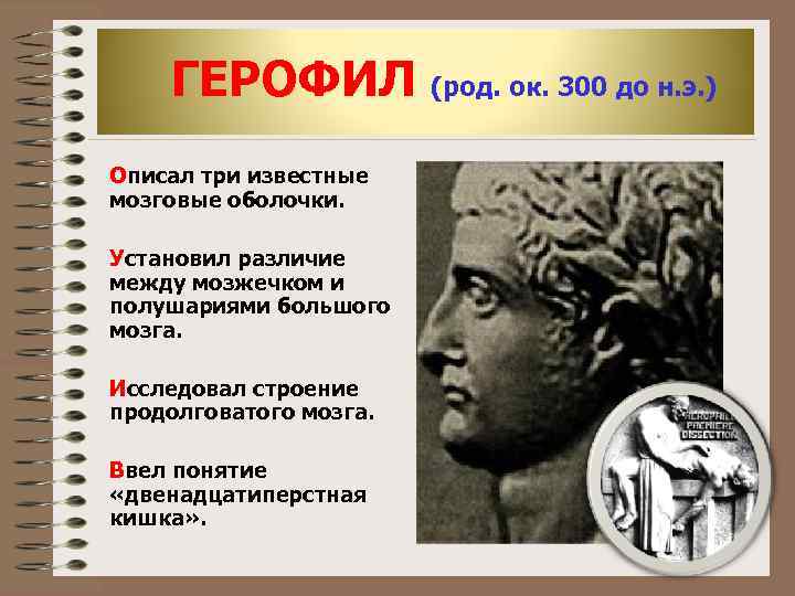   ГЕРОФИЛ (род. ок. 300 до н. э. ) Описал три известные мозговые