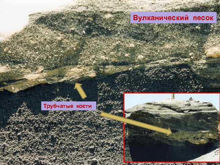    Вулканический песок Трубчатые кости 