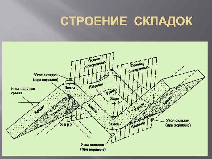 Шарнир складки