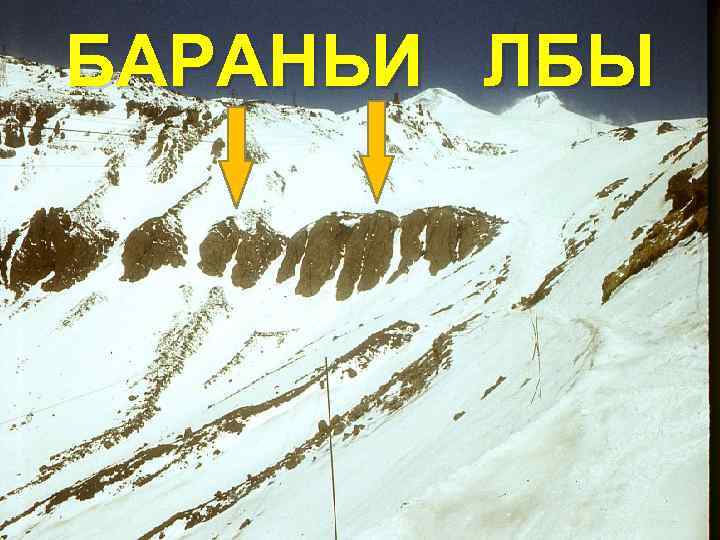 БАРАНЬИ ЛБЫ 