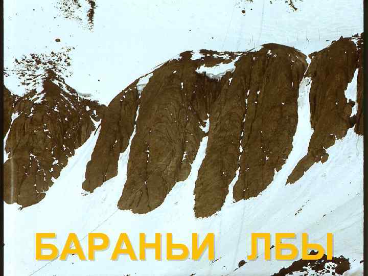 БАРАНЬИ ЛБЫ 