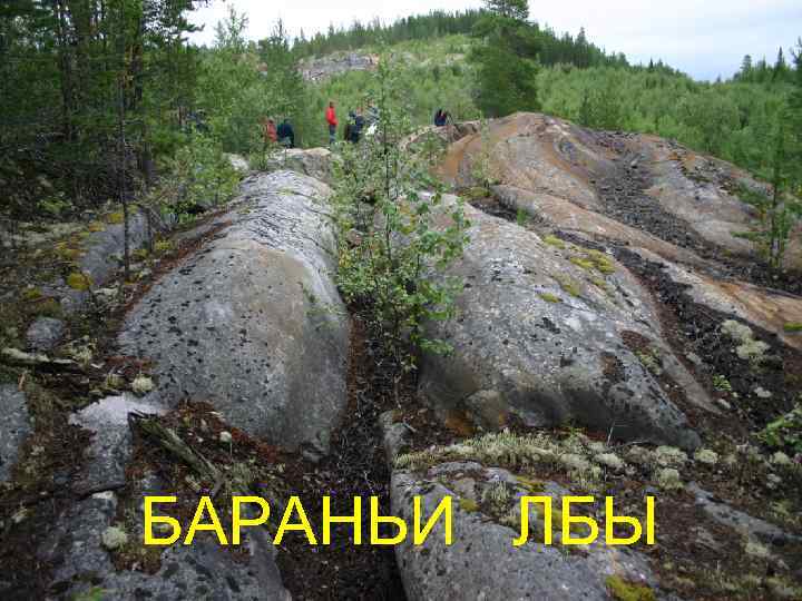 БАРАНЬИ ЛБЫ 