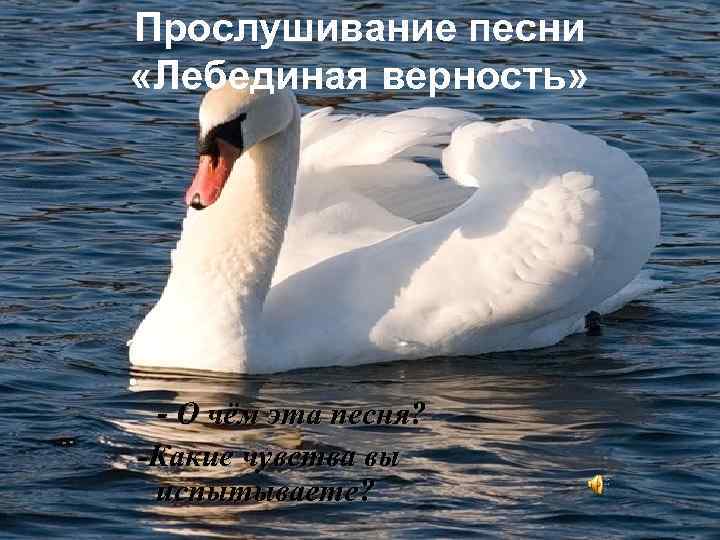 Прослушивание песни «Лебединая верность» • - О чём эта песня? -Какие чувства вы испытываете?