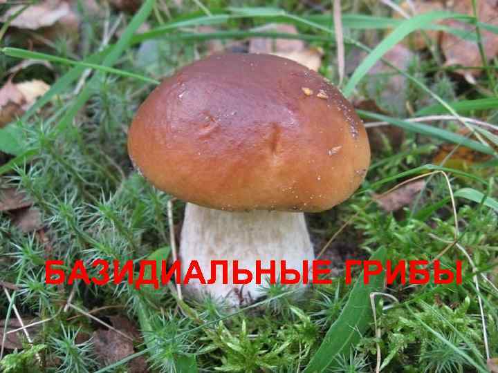 БАЗИДИАЛЬНЫЕ ГРИБЫ 