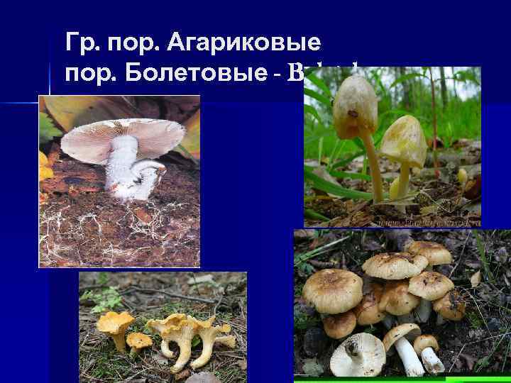 Гр. пор. Агариковые пор. Болетовые - Boletales 