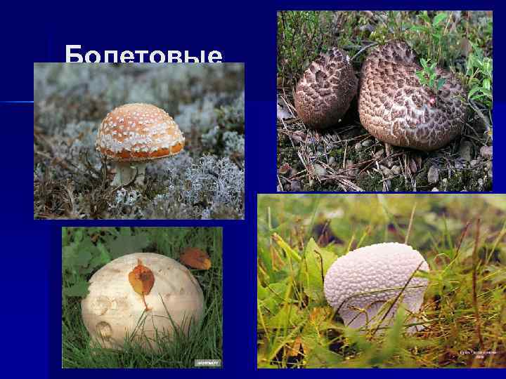 Болетовые 