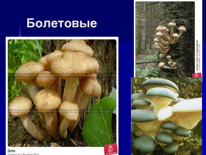 Болетовые 