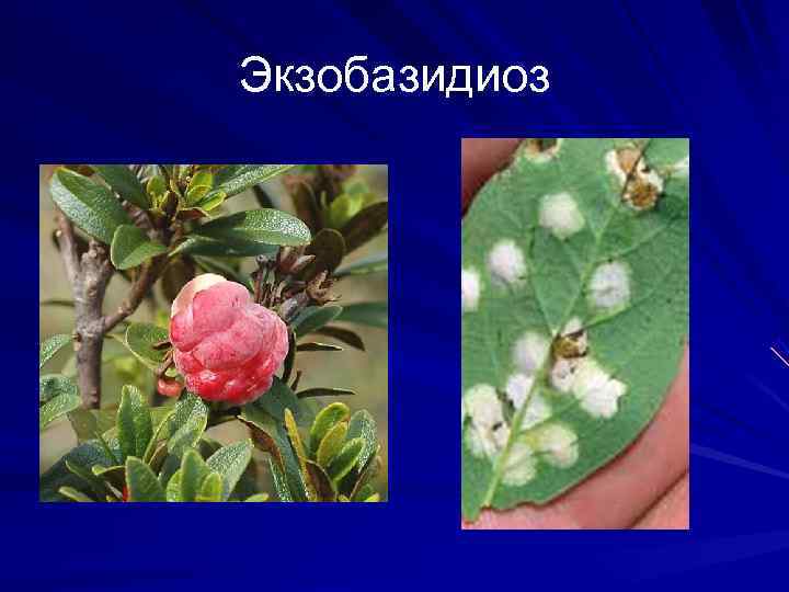Экзобазидиоз 