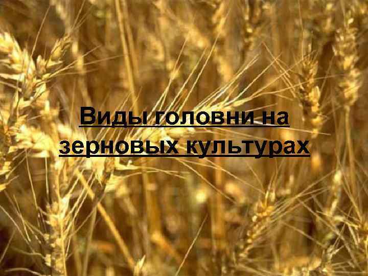  Виды головни на зерновых культурах 