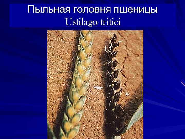 Пыльная головня пшеницы  Ustilago tritici 