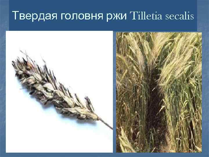 Твердая головня ржи Tilletia secalis 