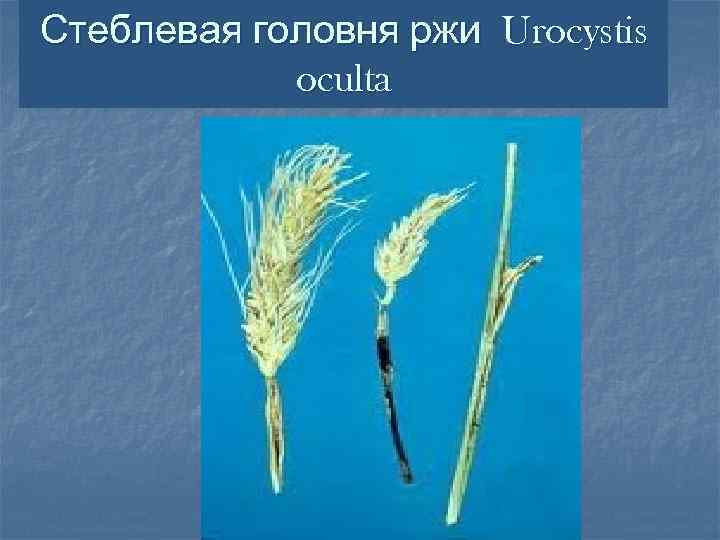 Стеблевая головня ржи Urocystis   oculta 