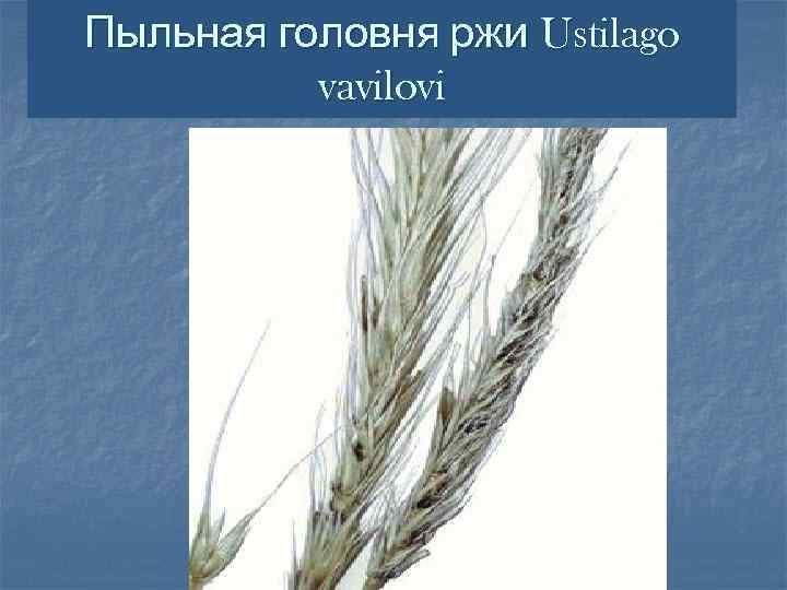 Пыльная головня ржи Ustilago  vavilovi 