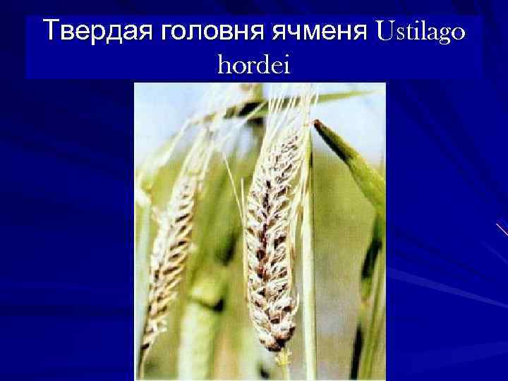 Твердая головня ячменя Ustilago   hordei 