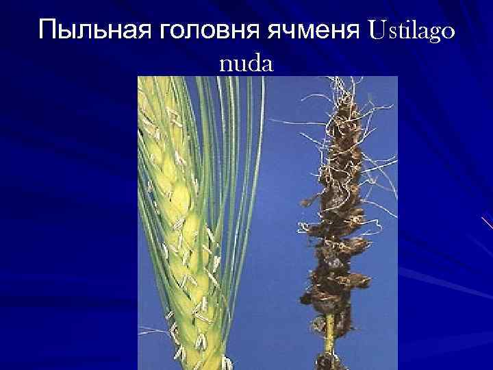 Пыльная головня ячменя Ustilago   nuda 