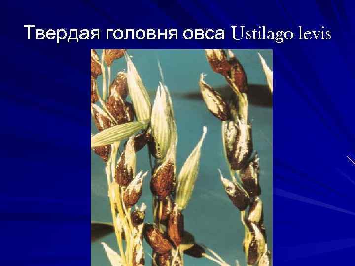 Твердая головня овса Ustilago levis 