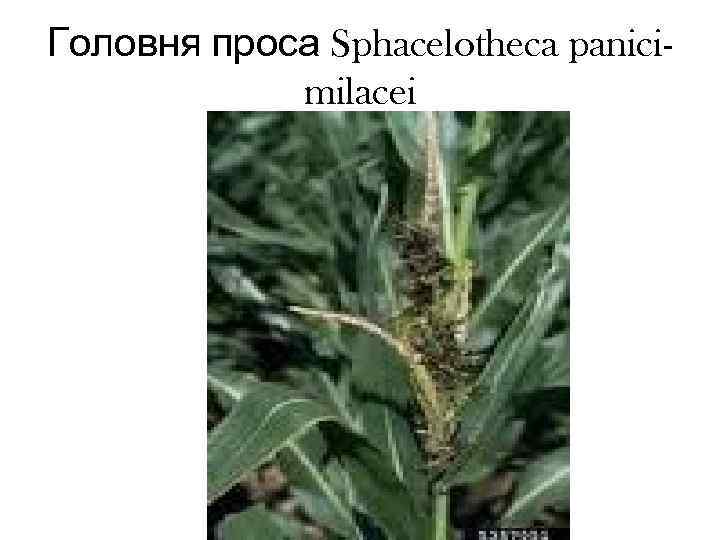 Головня проса Sphacelotheca panici-   milacei 