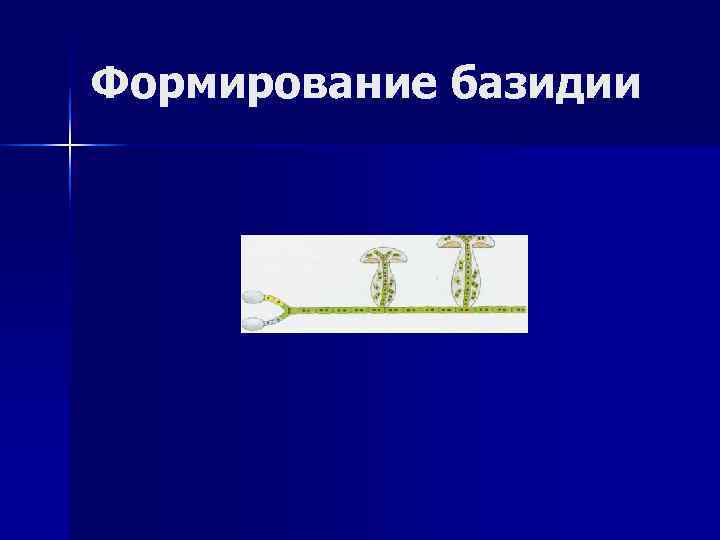 Формирование базидии 